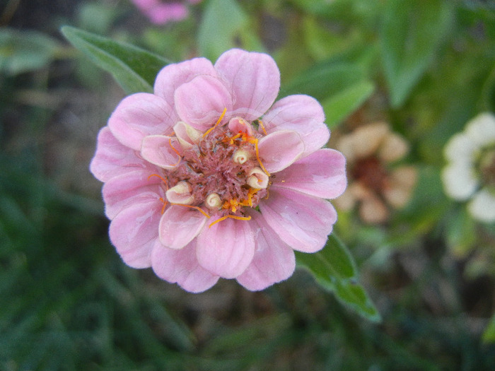 Zinnia elegans (2011, October 02) - ZINNIA Elegans