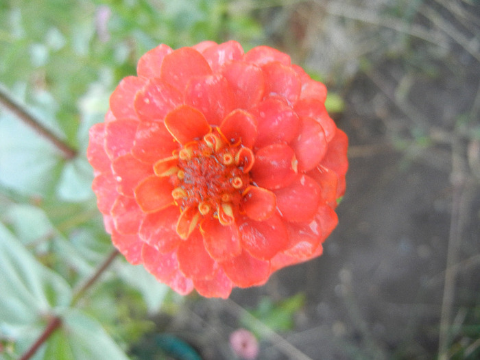 Zinnia elegans (2011, October 02) - ZINNIA Elegans