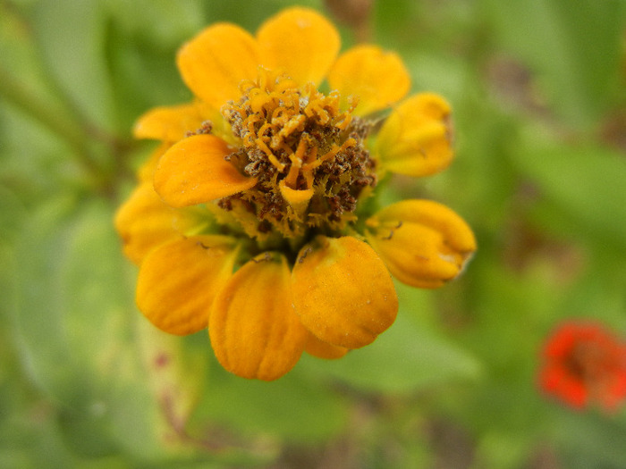 Zinnia elegans (2011, October 03) - ZINNIA Elegans