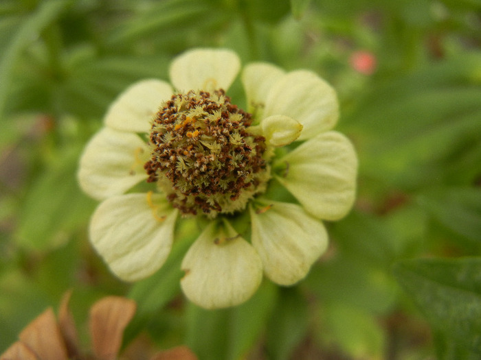 Zinnia elegans (2011, October 03) - ZINNIA Elegans