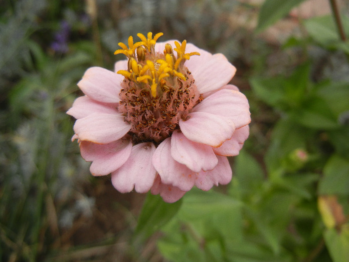 Zinnia elegans (2011, October 03) - ZINNIA Elegans