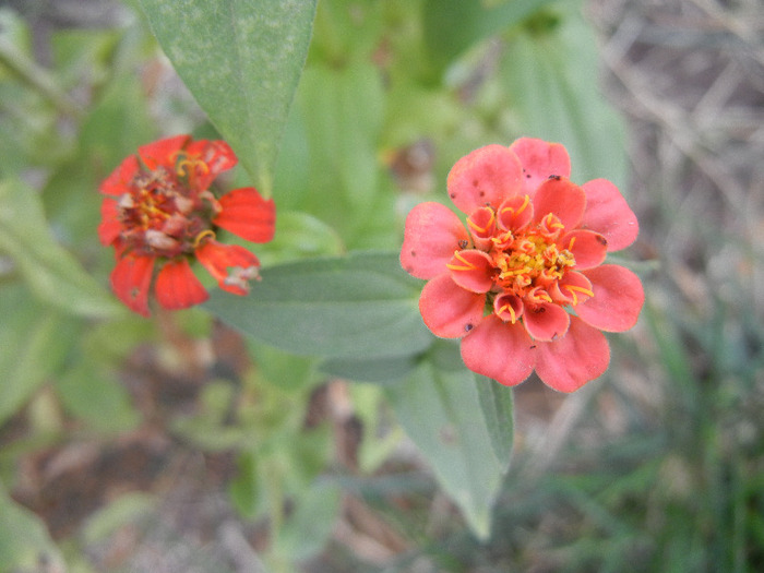 Zinnia elegans (2011, October 03) - ZINNIA Elegans