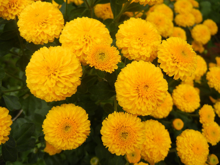 Yellow Chrysanthemum (2011, Oct.03)
