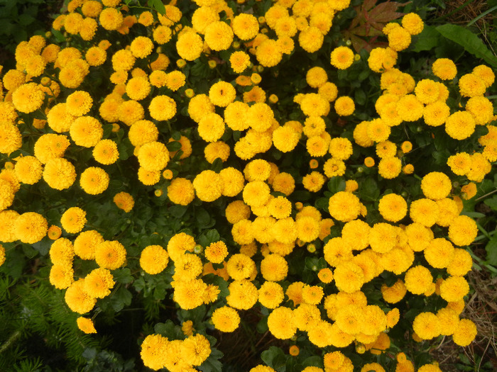 Yellow Chrysanthemum (2011, Oct.03)