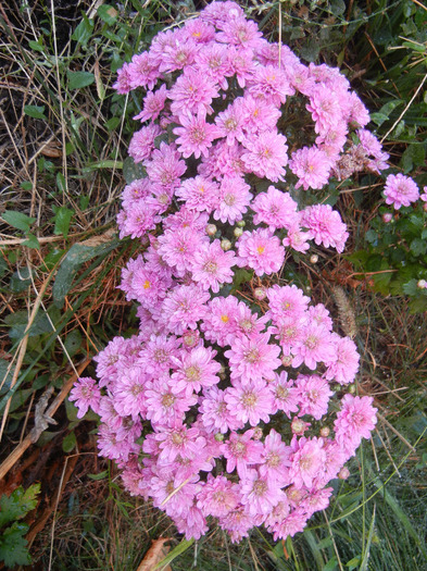 Pink Chrysanthemum (2011, Oct.02) - Pink Chrysanthemum