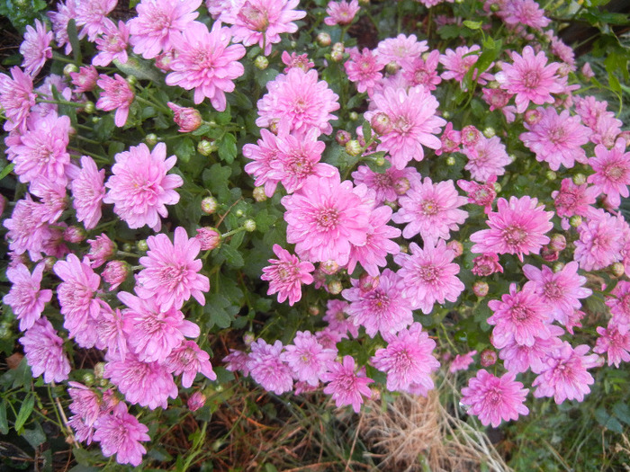 Pink Chrysanthemum (2011, Oct.02) - Pink Chrysanthemum