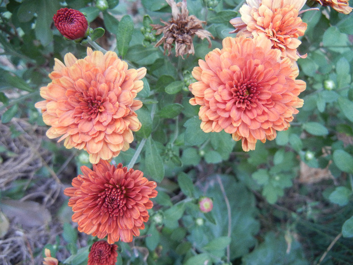 Orange Chrysanthemum (2011, Sep.30)
