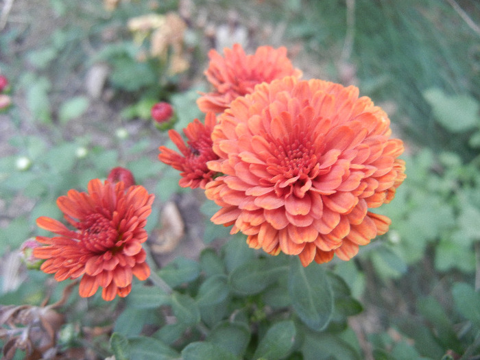Orange Chrysanthemum (2011, Sep.30) - Orange Chrysanthemum