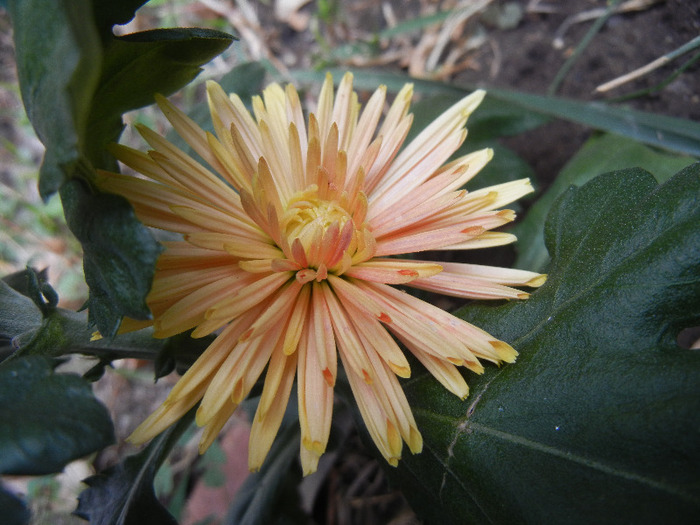 Orange Chrysanthemum (2011, Oct.03) - Orange Chrysanthemum
