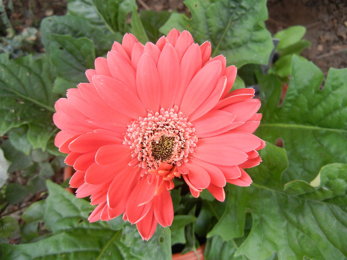 Red gerbera (2011, October 03) - Gerbera Red