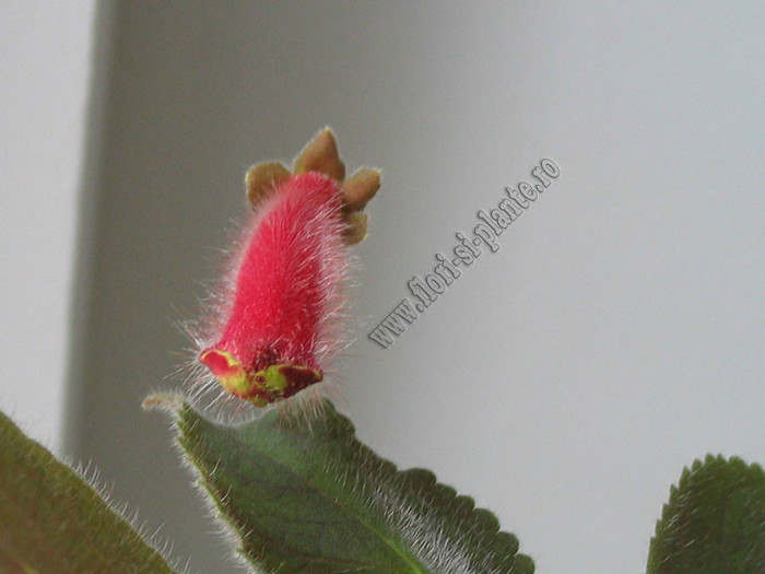 NEW - Kohleria Katinka - KOHLERIA I