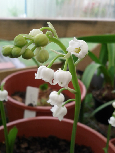 6.10.11 - Lily of the Valley