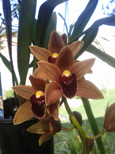 4.10.11 - Cimbidium6