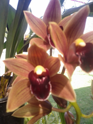 IMG_20111004_153039 - Cimbidium6