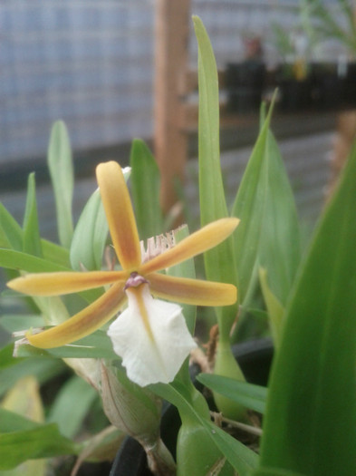 7.10.11 - Encyclia pollybulbon