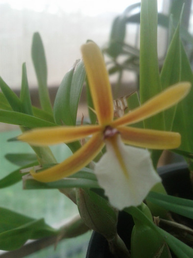 7.10.11 - Encyclia pollybulbon