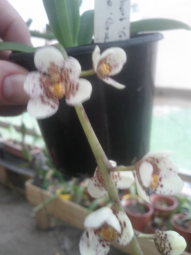 7.10.11 - Sarcochilus-orhidee