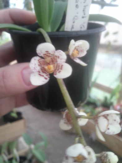 7.10.11 - Sarcochilus-orhidee