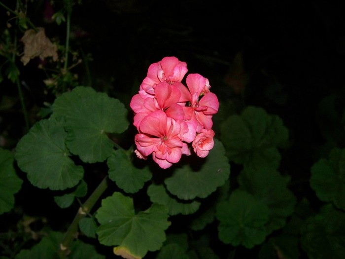 100_9410 - Octombrie 2011 flori