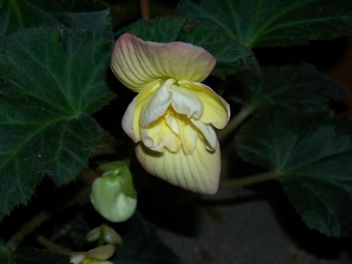 100_9411 - Octombrie 2011 flori