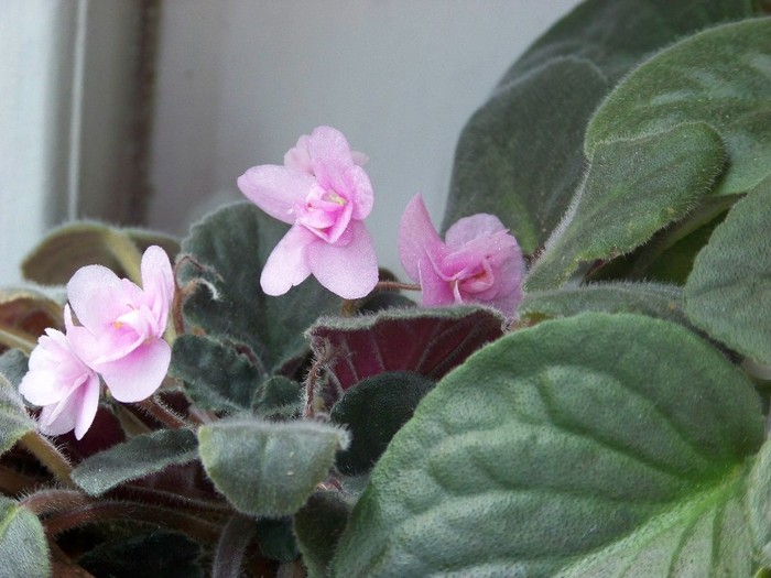 100_9450 - Octombrie 2011 flori