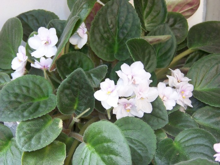 100_9451 - Octombrie 2011 flori