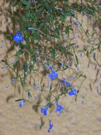 100_9456 - Octombrie 2011 flori