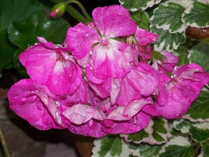 100_9619 - Octombrie 2011 flori