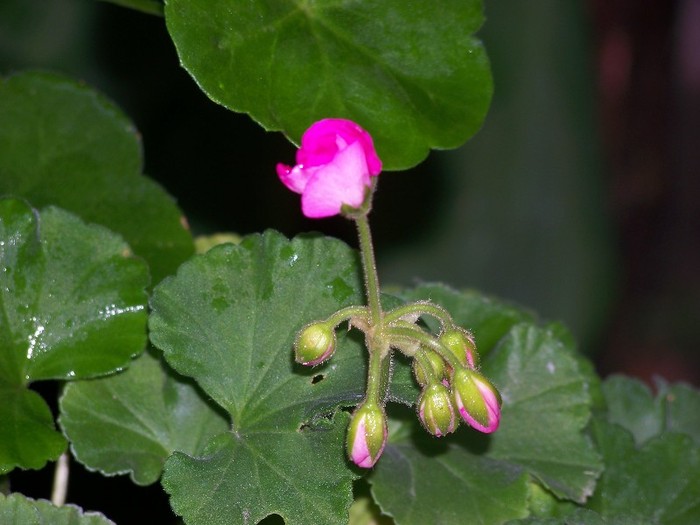 100_9620 - Octombrie 2011 flori