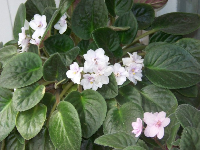 100_9669 - Octombrie 2011 flori