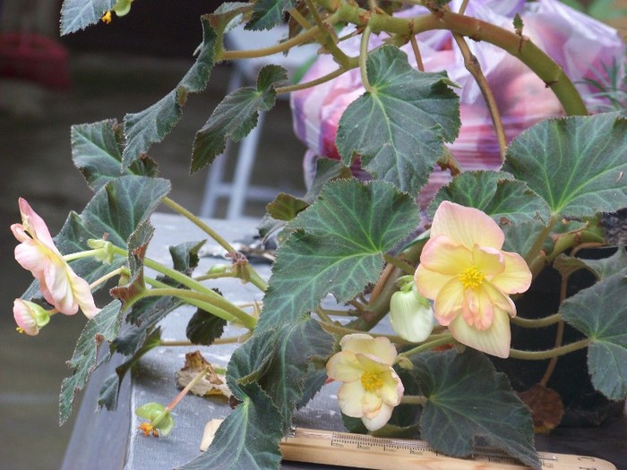 100_9696 - Octombrie 2011 flori