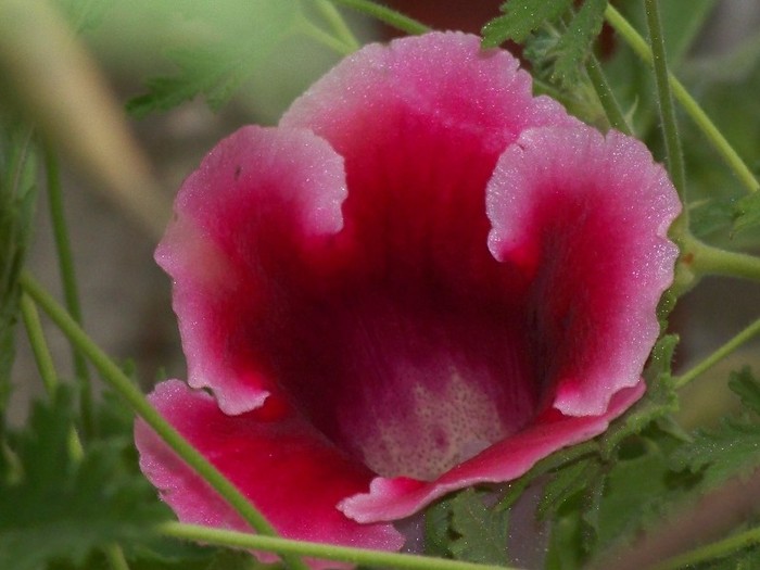 100_9697 - Octombrie 2011 flori