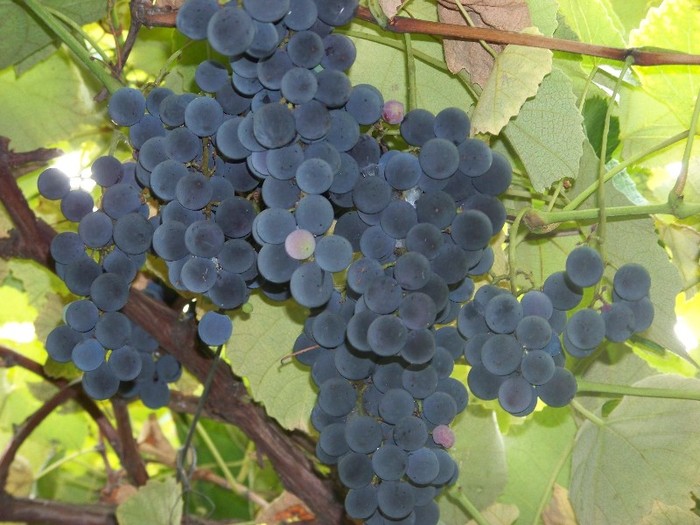 100_9719 - Octombrie 2011 flori