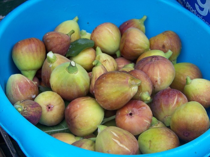 100_9721 - Octombrie 2011 flori