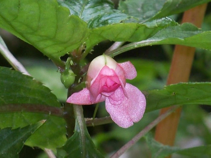 100_9725 - Octombrie 2011 flori