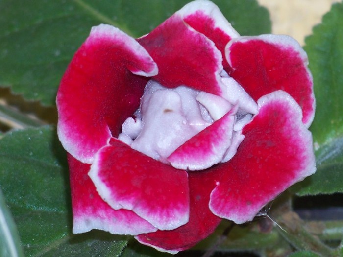 100_9733 - Octombrie 2011 flori