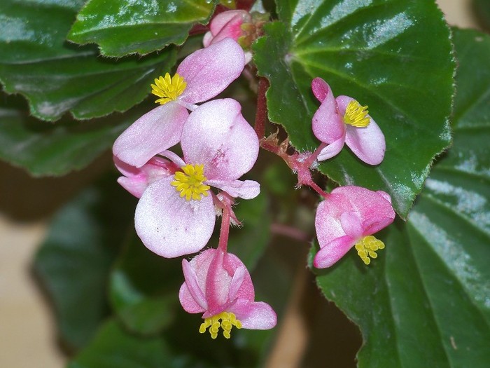 100_9737 - Octombrie 2011 flori