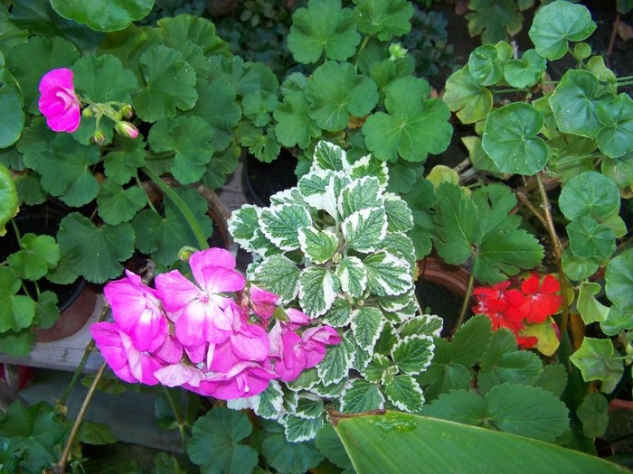 100_9747 - Octombrie 2011 flori