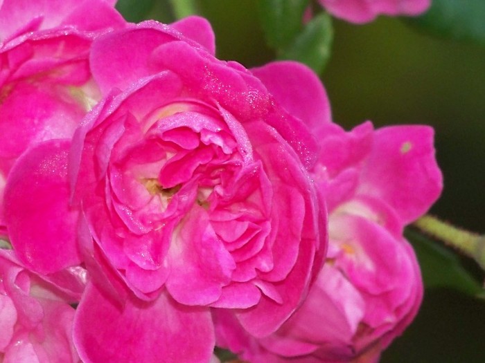 100_9755 - Octombrie 2011 flori