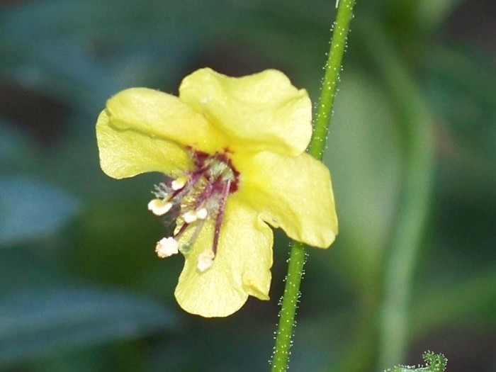 100_9759 - Octombrie 2011 flori