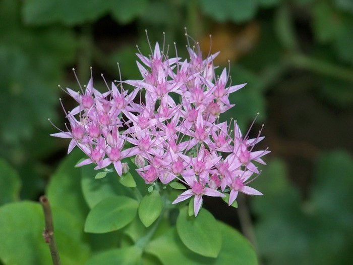 100_9760 - Octombrie 2011 flori