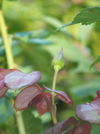 100_9765 - Octombrie 2011 flori