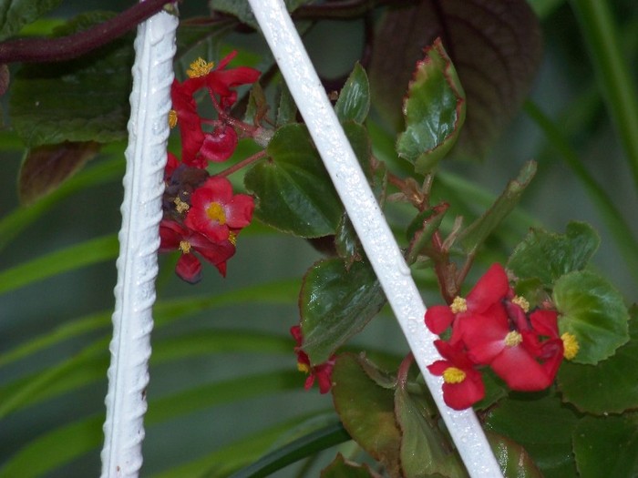 100_9781 - Octombrie 2011 flori