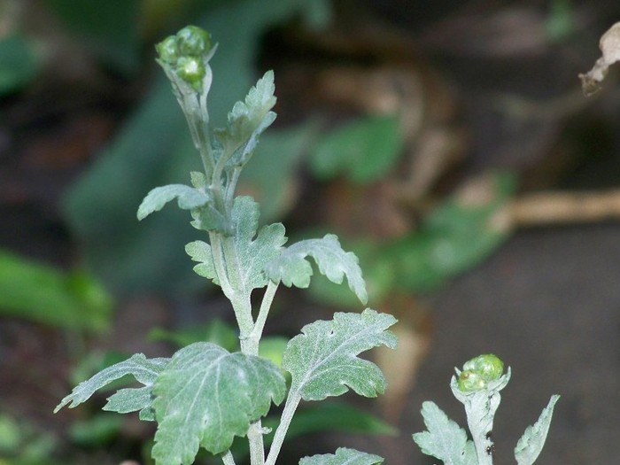 100_9787 - Octombrie 2011 flori