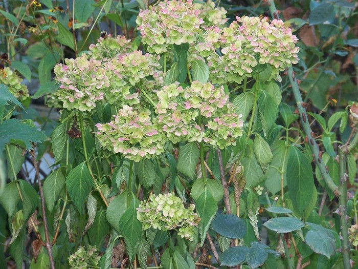 100_9794 - Octombrie 2011 flori