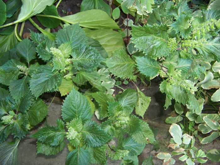 100_9797 - Octombrie 2011 flori