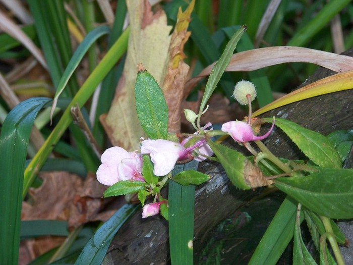 100_9801 - Octombrie 2011 flori