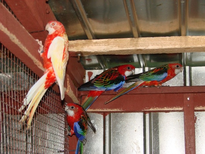 DSC04380 - Rosella