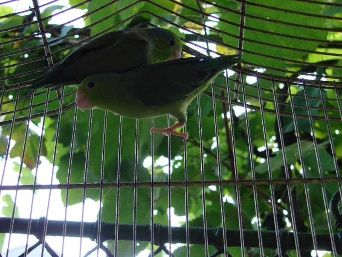 DSC04355 - Micul Celest - Papagalul Vrabie