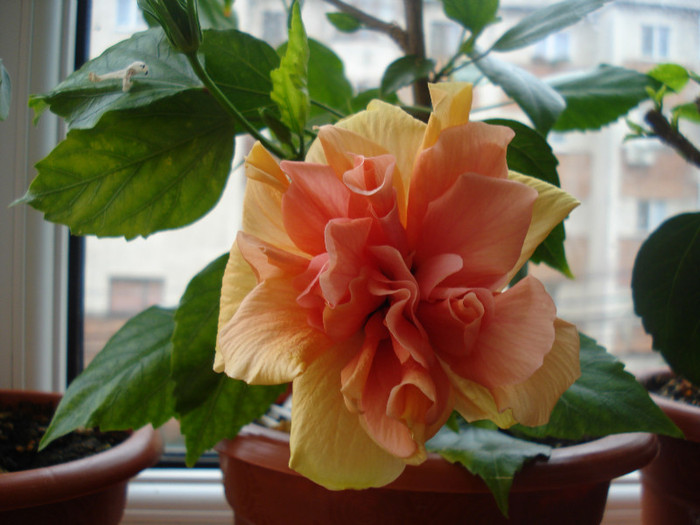 DSC00509